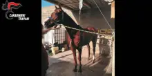 Cavalli dopati e maltrattati per le corse clandestine, smantellata rete criminale in Sicilia: cinque misure