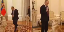 Morta Yume, l&rsquo;Akita donata dal Giappone a Vladimir Putin nel 2012