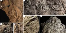Scoperti fossili che riscrivono la storia della vita: il sesso e il movimento nacquero prima del previsto