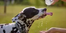 Cani e gatti in estate, come proteggerli dal caldo: acqua, cibo umido, gelati per pet e uscite sicure, i consigli di Arcaplanet