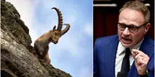 Il governo rinsavisce ed esclude lo stambecco dalle specie cacciabili: il dietrofront di Lollobrigida (dopo le proteste degli esperti)