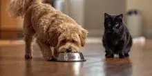 Cani e gatti, la salute parte dalla ciotola: perch&eacute; l&rsquo;alimentazione va scelta in base a et&agrave;, bisogni e patologie. I consigli di Arcaplanet