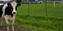 &ldquo;Oggi non riesco, devo aiutare mio padre a fare la siringa dei vermi alle vacche&rdquo;: la magia del calcio di provincia | Domeniche Bestiali