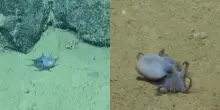 Scoperto il &ldquo;piccolo polpo blu degli abissi&rdquo;. Gli esperti: &ldquo;Si tratta di qualcosa di completamente nuovo rispetto alle specie gi&agrave; conosciute&rdquo; &ndash; IL VIDEO