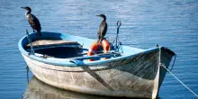 &ldquo;Torniamo a cacciarli, fanno troppi danni&rdquo;: dieci Paesi Ue vogliono sparare ai cormorani. La specie &egrave; protetta