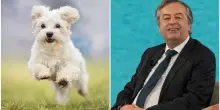 &ldquo;Ci sono i pazzi che hanno portato illegalmente in Italia un cane con la rabbia e gli altri pazzi che invitano a non vaccinare gli animali&rdquo;: la rabbia di Burioni