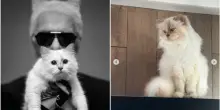 &ldquo;Non abbiamo ricevuto nulla&rdquo;. Choupette, la gatta ereditiera di Karl Lagerfeld non ha visto ancora un centesimo dell&rsquo;eredit&agrave; da 1,5 milioni dello stilista: ecco perch&eacute;
