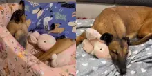 Spremuta fino all&rsquo;osso dal circuito delle corse, rinasce grazie al coniglietto di peluche rosa: la storia della levriera Poppy
