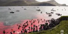 &ldquo;Massacrati in modi barbari, gridano dal dolore. Sono costretti a nuotare nel sangue dei loro familiari&rdquo;: la denuncia degli ambientalisti sulla mattanza di 706 cetacei alle Isole Faroe