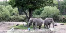 Elefanti, gorilla e puma: gli animali di uno zoo del Messico prevedono i risultati dei prossimi Mondiali di calcio &ndash; Video