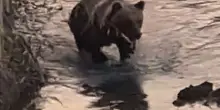 Orso a spasso nel fiume a Castel di Sangro: il bagno rinfrescante del giovane esemplare