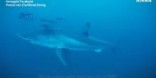 Enorme squalo bianco avvistato nel canale di Sicilia, il sub: &ldquo;Le mie dita tremavano&rdquo;