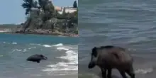 Spunta un cinghiale tra gli ombrelloni, poi entra in mare davanti a decine di bagnanti: la scena fa il giro dei social