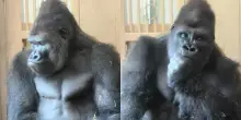 Il gorilla &ldquo;filosofo&rdquo; diventa il nuovo caso virale sui social: la storia di Kiyomasa e il &ldquo;segreto&rdquo; del suo Dna