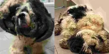 Rinchiuso in un armadio e nascosto sotto oltre 5 chili di pelo infeltrito: la disavventura del cocker spaniel Mr. Pickles. Per liberarlo 5 ore di toelettatura