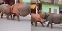 Rissa tra rinoceronti in mezzo alla strada in Nepal: la scena ripresa dai turisti diventa virale &ndash; IL VIDEO