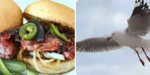 &ldquo;L&rsquo;uccello &egrave; sceso in picchiata e gli ha rubato il pasto. Lui lo ha afferrato e ha iniziato a colpirlo al petto&rdquo;: gabbiano ucciso da un turista a St Ives, si cercano testimoni