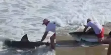 Un pescatore trascina a riva uno squalo bianco e lo libera in pochi secondi: &ldquo;Non puoi controllare cosa abbocca all&rsquo;esca&rdquo; &ndash; IL VIDEO