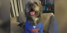 Le urla per la vittoria dei Knicks scambiate per una richiesta d&rsquo;aiuto: agente uccide il cane Jameson sotto gli occhi della proprietaria