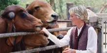 La mucca Veronika non usa la spazzola perch&eacute; &egrave; pi&ugrave; intelligente ma perch&eacute; &egrave; libera