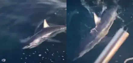 Uno squalo Mako abbocca all&rsquo;amo e sorprende due pescatori al largo della Toscana: &ldquo;Niente pu&ograve; dare l&rsquo;idea di quello che abbiamo visto&rdquo;