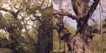 La quercia di Robin Hood &egrave; morta dopo mille anni: il motivo non &egrave; solo il tempo. Aveva tra gli 800 e i 1.200 anni di et&agrave;