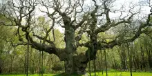 Addio alla &ldquo;Major Oak&rdquo;, &egrave; morta la millenaria quercia di Robin Hood nella foresta di Sherwood: &ldquo;&Egrave; colpa anche dei turisti, cos&igrave; l&rsquo;hanno portata alla morte&rdquo;