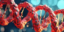 Il paradosso del cervello: per crescere sani i neuroni spezzano il proprio Dna e poi lo riparano in tempi record