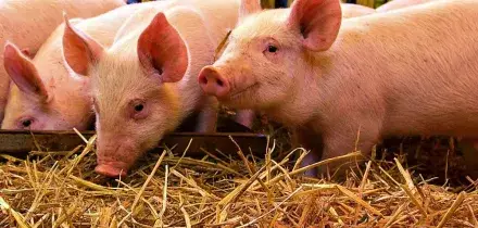 Peste suina africana, primo caso in un allevamento in Toscana: scatta l&rsquo;allarme a Comano