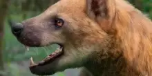 Scoperti i resti del &ldquo;cane-orso&rdquo;, il temibile predatore scomparso 16 milioni di anni fa: il ritrovamento degli archeologi in Catalogna