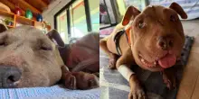 &ldquo;&Egrave; morta nel suo vero regno, quello del mio cuore&rdquo;: addio a Palla, la cagnolina diventata simbolo di tutti i cani seviziati e maltrattati