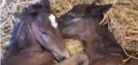 &ldquo;La probabilit&agrave; &egrave; dell&rsquo;1%&rdquo;: sono nati due puledri gemelli, il caso rarissimo in Toscana