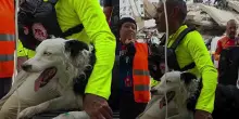 La cagnolina Tsunami &egrave; il simbolo del terremoto in Venezuela: con il suo fiuto ha aiutato a individuare quasi 100 persone sotto le macerie