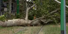 Vento forte e pioggia: decine di interventi dei vigili del fuoco a Milano. Piante sradicate e alberi caduti sui binari del tram &ndash; Video
