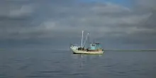 &ldquo;Masse abnormi di organismi gelatinosi &lsquo;alieni&rsquo; distruggono le reti e azzerano il pescato&rdquo;: &egrave; allarme per le condizioni del mar Adriatico, ecco cosa sta succedendo nel Polesine