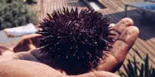 La Regione Puglia estende il fermo pesca dei ricci di mare. L&rsquo;Arpa: &ldquo;Limiti estremi di sfruttamento, faticano a ripopolarsi&rdquo;