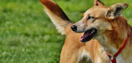 &ldquo;Fotografie troppo cruente per essere pubblicate&rdquo;: la BBC racconta la strage di centinaia di cani in Etiopia, &ldquo;abitanti costretti a uccidere anche quelli vaccinati&rdquo;