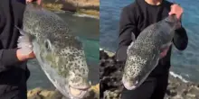 &ldquo;Se uno di loro ti morde ti stacca un dito. Non lasciano nulla dietro di se&rdquo;: &egrave; allarme per il pesce palla velenoso Lagocephalus sceleratus, il nuovo incubo del Mediterraneo