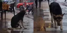 &ldquo;L&rsquo;ho riconosciuto in un video sotto la pioggia&rdquo;: famiglia ritrova il cane scomparso da otto mesi, grazie a una clip diventata virale sui social