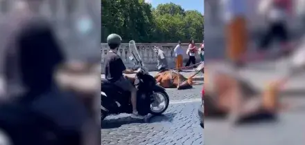 Cavallo stramazza a terra a Roma: &ldquo;&Egrave; scivolato&rdquo;. Polemica sulle botticelle per i turisti: &ldquo;Segno di incivilt&agrave;&rdquo; &ndash; Video