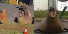 &ldquo;C&rsquo;&egrave; il rischio concreto di amarlo a morte&rdquo;: ha un milione e mezzo di follower, blocca il traffico e sfonda recinzioni: il caso di Neil, la foca elefante che preoccupa la Tasmania