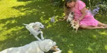 Trovati legati a una catena e senza un riparo, Romina Power adotta due cuccioli: sono Romeo e Giulietta