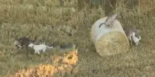 &Egrave; entrato nel branco e non &egrave; pi&ugrave; tornato indietro: cucciolo di cane adottato da un branco di lupi. Il gesto del maschio dominante sorprende i ricercatori