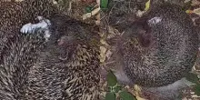 &ldquo;L&rsquo;autosputo &egrave; un comportamento ancora avvolto nel mistero e non ha effetti sulla pulizia del corpo&rdquo;: riccio mangia pelo di cane e se lo spalma sugli aculei, il video sorprende anche gli esperti