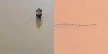 &ldquo;Sono centinaia e potrebbero essere ovunque, hanno gi&agrave; morso un uomo&rdquo;: 900 serpenti fuggono da un allevamento distrutto dal maltempo, &egrave; allarme in Cina