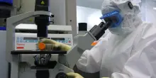 Parkinson, i neuroni ottenuti da staminali superano la prova della sicurezza. Gli studi con strategie differenti
