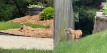 Per giorni vaga con un barattolo di plastica incastrato sulla testa senza vedere n&eacute; mangiare: tutti pensano sia un cane, ma la scoperta sorprende i soccorritori