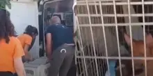 &ldquo;Vivevano in condizioni disumane&rdquo;: 100 cani ammassati in una casa tra sporcizia, escrementi e degrado, la scoperta choc a Palermo. Sette salvati in condizioni disperate