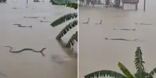 Centinaia di serpenti velenosi in fuga tra le strade allagate di un villaggio: le immagini incredibili dalla Cina. Le autorit&agrave; alla popolazione: &ldquo;Non toccateli&rdquo; &ndash; IL VIDEO