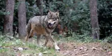 Bimba aggredita da un animale agli impianti sportivi, il sindaco di Arrone: &ldquo;Era un lupo, l&rsquo;ho visto personalmente&rdquo;